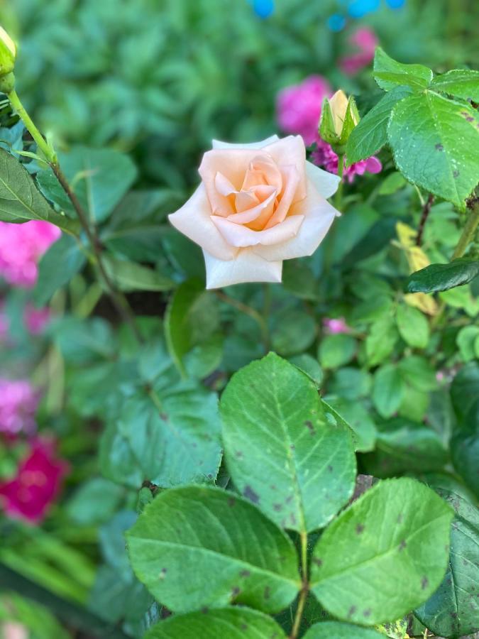 Garden Apartments ブレッド エクステリア 写真